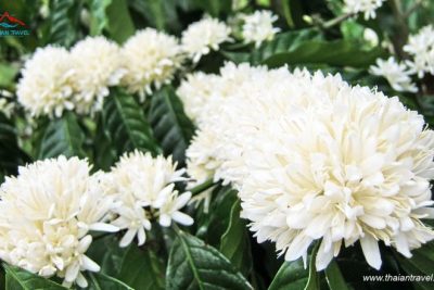 Tản văn: Nghĩ về hành trình của hạt cà phê