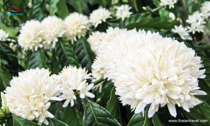 Tản văn: Nghĩ về hành trình của hạt cà phê Tản văn: Nghĩ về hành trình của hạt cà phê